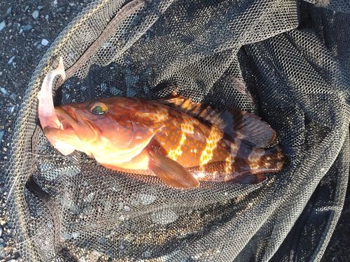 キジハタの釣果