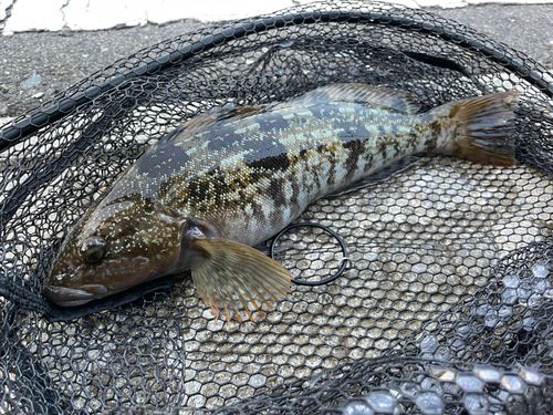 アイナメの釣果