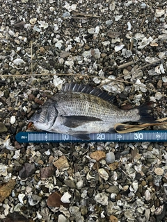 チヌの釣果