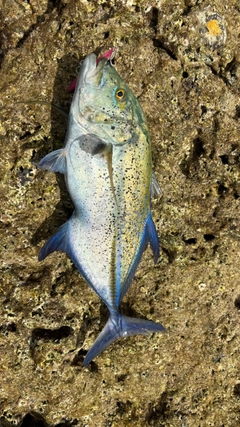 カスミアジの釣果