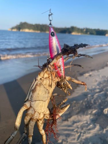 カニの釣果
