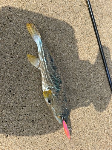シマフグの釣果