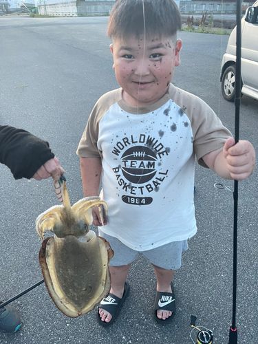 モンゴウイカの釣果