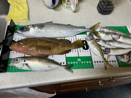 サバの釣果