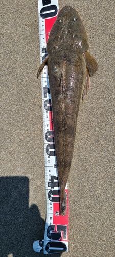 マゴチの釣果