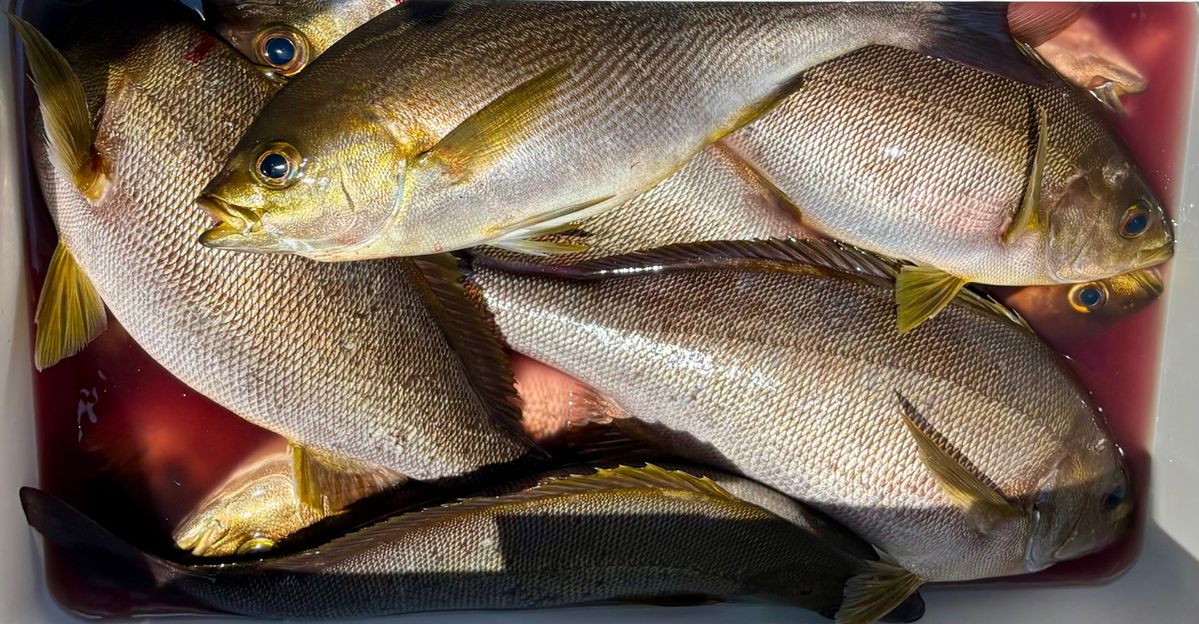 oxyさんの釣果 2枚目の画像