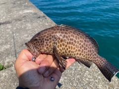 オオモンハタの釣果