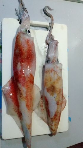 シロイカの釣果