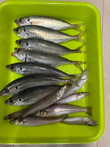 アジの釣果