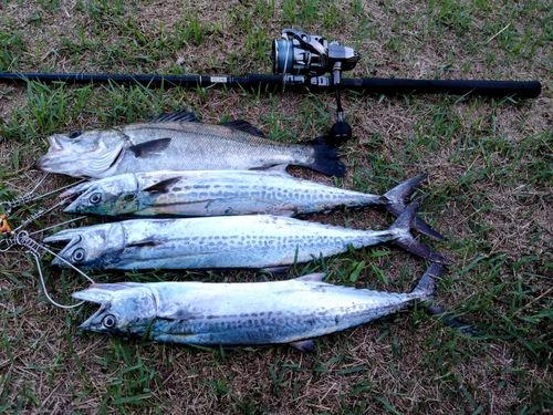 サゴシの釣果