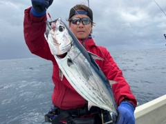 カツオの釣果