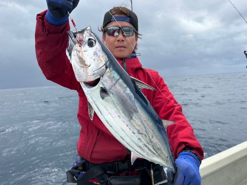 カツオの釣果