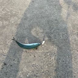 サバ