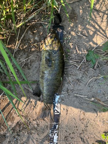 スモールマウスバスの釣果