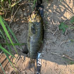 スモールマウスバス