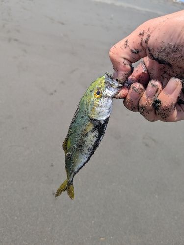ワカシの釣果