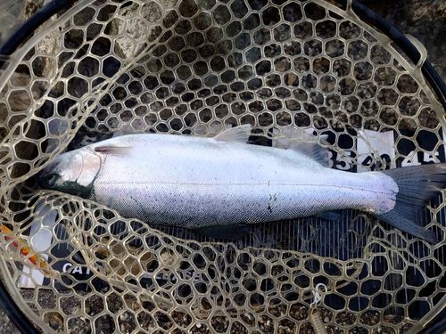 ニジマスの釣果