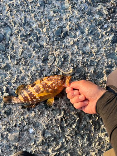 キジハタの釣果