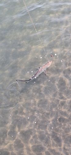 ツマグロの釣果