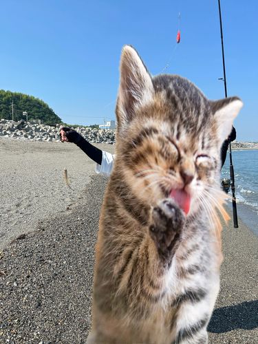 キスの釣果
