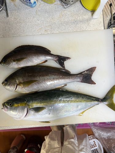 イサキの釣果