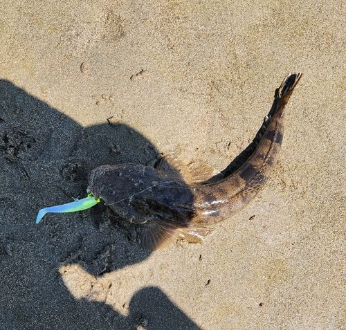 マゴチの釣果