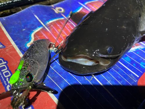 ナマズの釣果
