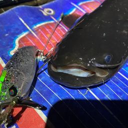 ナマズ