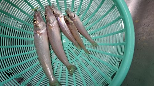キスの釣果