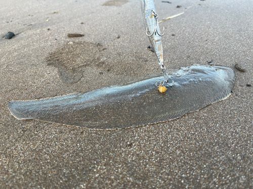 シタビラメの釣果