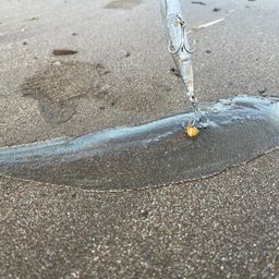 シタビラメ