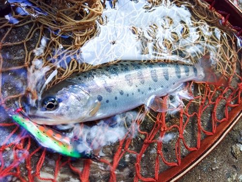 ヤマメの釣果