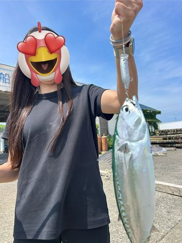 マルソウダの釣果