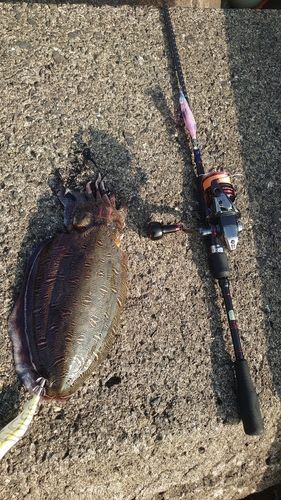 コウイカの釣果