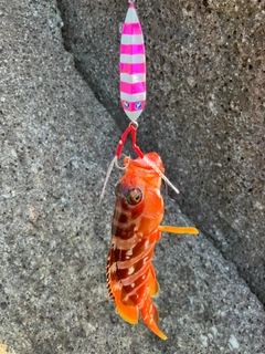 アカハタの釣果