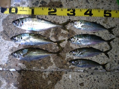 アジの釣果