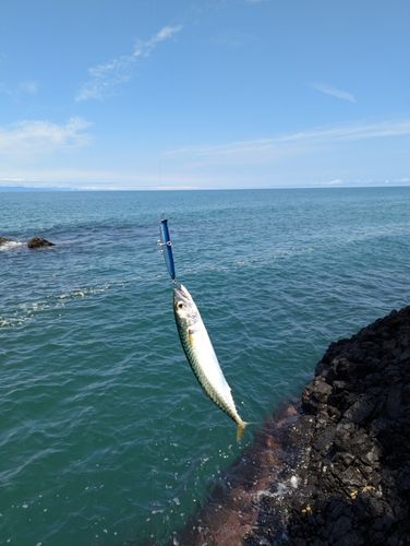 サバの釣果