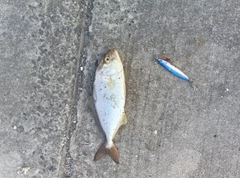 ショゴの釣果