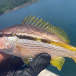 ヨコスジフエダイ