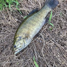 スモールマウスバス