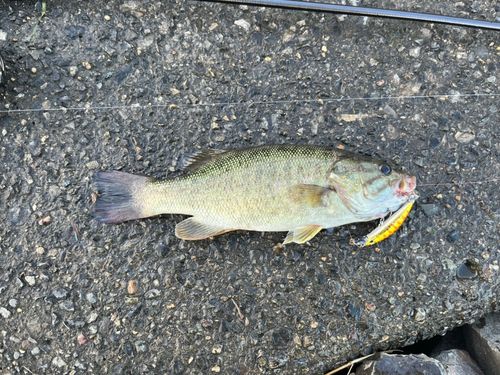 スモールマウスバスの釣果