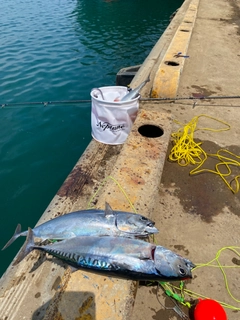 ソウダガツオの釣果