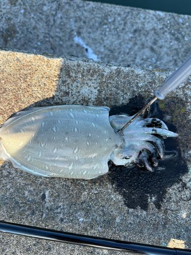 モンゴウイカの釣果