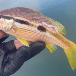 ヨコスジフエダイ