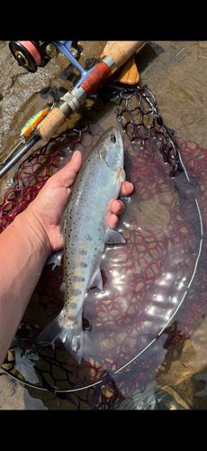 ヤマメの釣果
