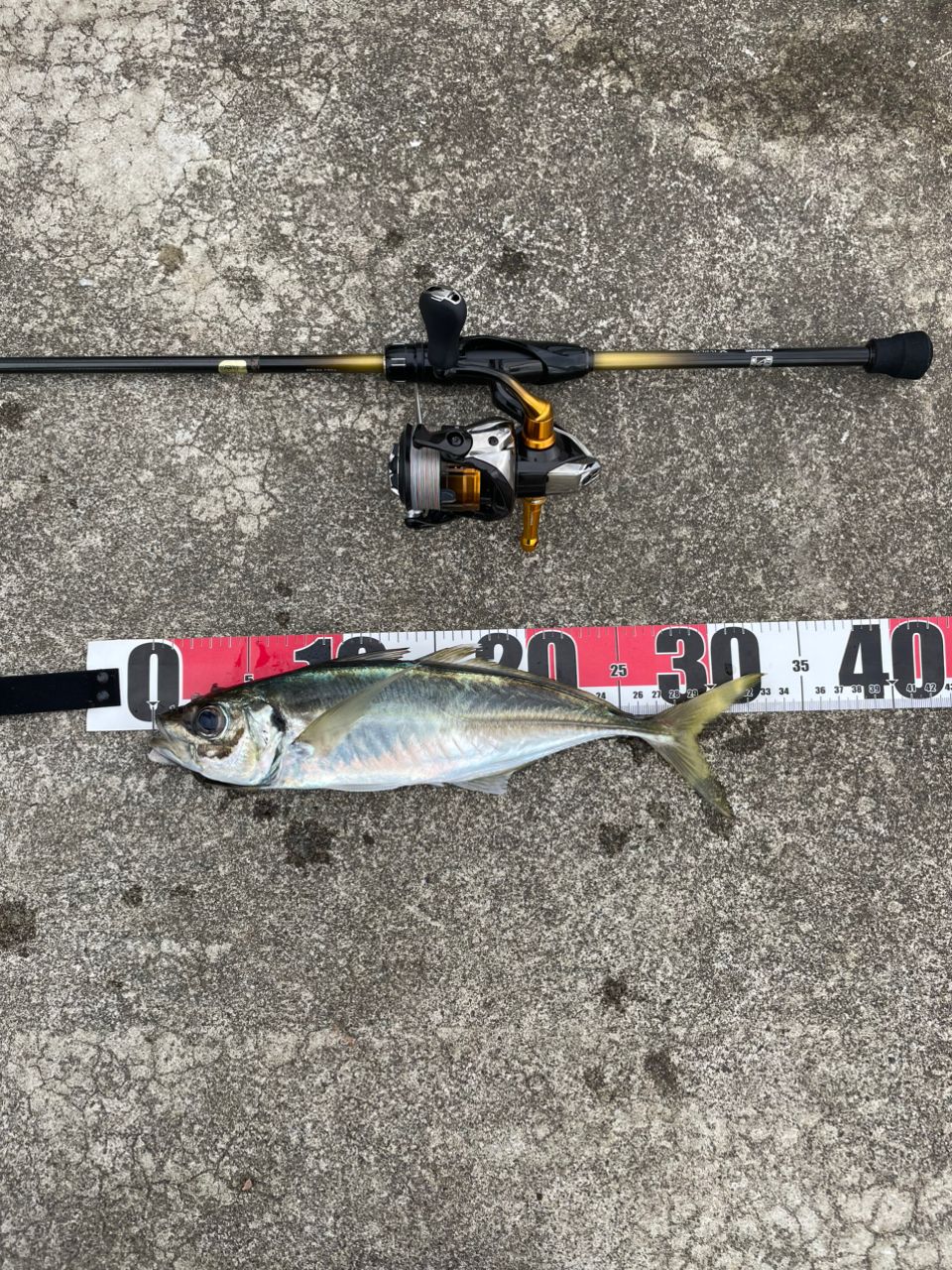SHIMANO ソアレTT S610L-S シマノ シマノアジングロッド ソアレTT アジングS610L-S