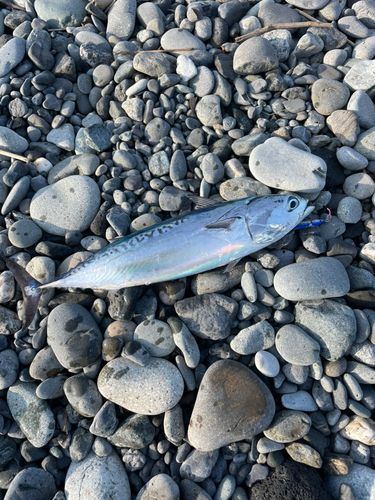 ソウダガツオの釣果