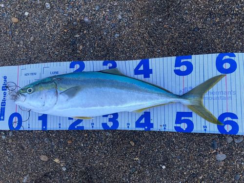 ワラサの釣果