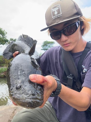 ライギョの釣果