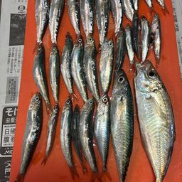 イワシ
